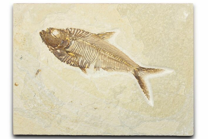 Detailed Fossil Fish (Diplomystus) - Wyoming #345397